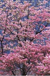 Twitter发布Q1十大热门游戏：《原神》第一《艾尔登法环》第七